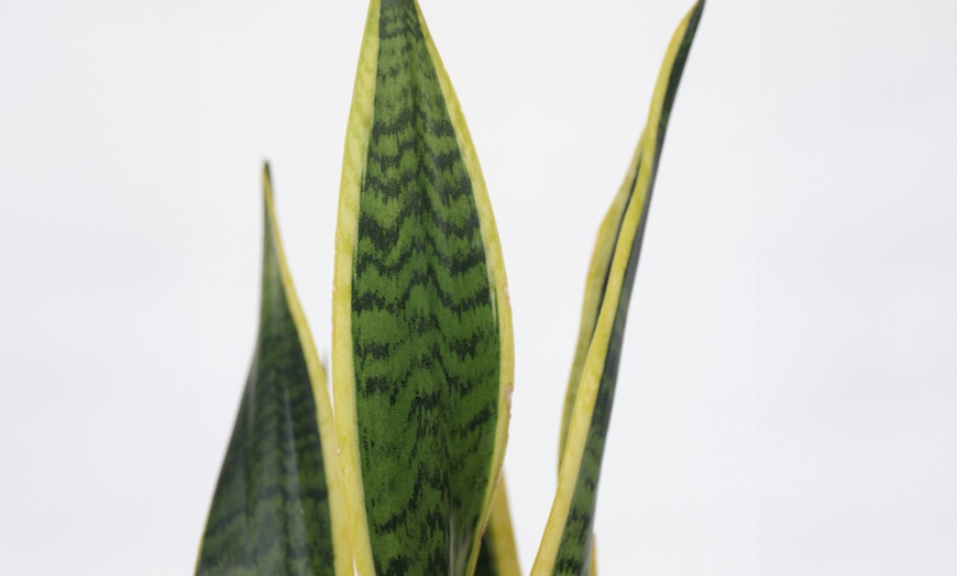 Image 2: Plante Sansevieria