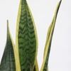 Image 2: Plante Sansevieria
