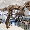 Image 1: American Museum of Natural History - Admission & Special Exhibitions