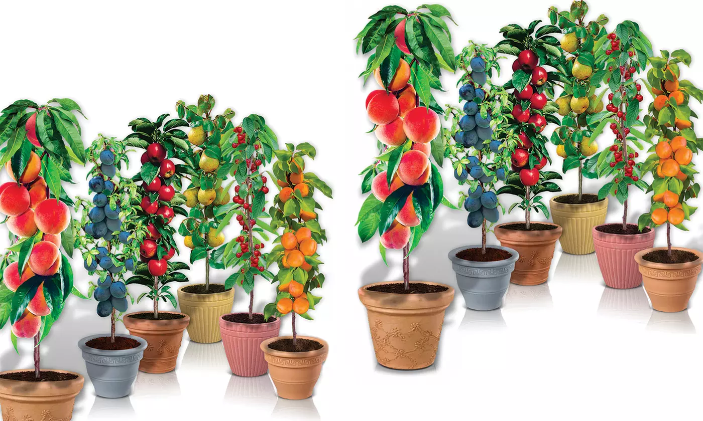 Árboles frutales columnares auténticos