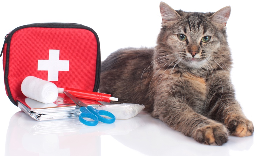 Image 1: Pet First Aid Course plus Certificate - Flexible & Online!
