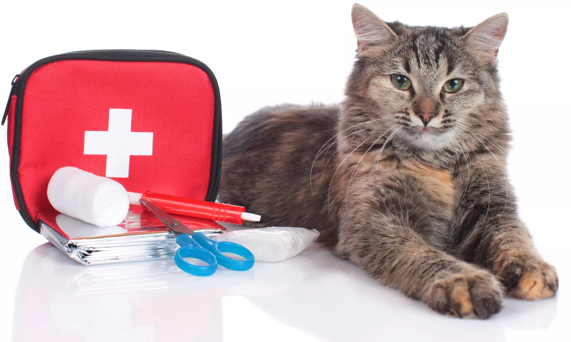 Pet First Aid Course plus Certificate - Flexible & Online! Up to 81% Off Online Learning at New Skills Academy - Primary Image