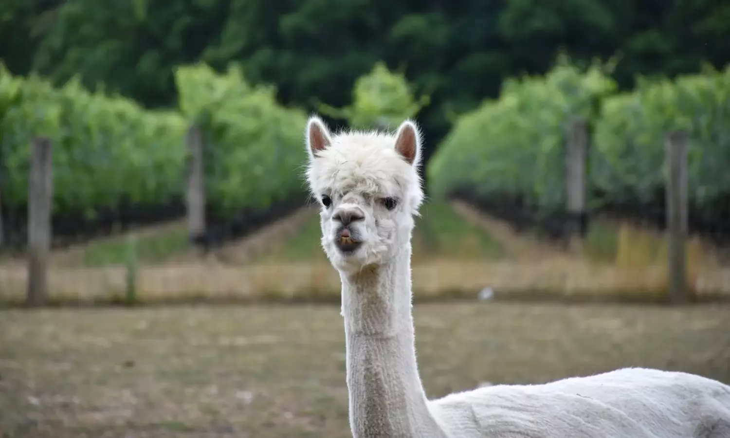 VIP Wine Tasting Experience w/ Cheese & Crackers, 2 or 4 Glass & More