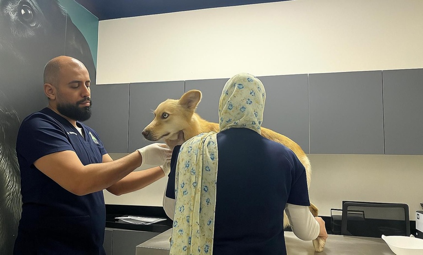 Image 1: Full-Service Veterinary Solutions for Your Furry Friends