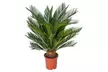 1 ou 2 Cycas du Japon "Cycas revoluta" de Gardenzo, hauteur au choix - Image 4