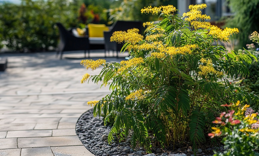 Image 1: Acacia dealbata Mimosa con flores amarillas brillantes, de Rootz
