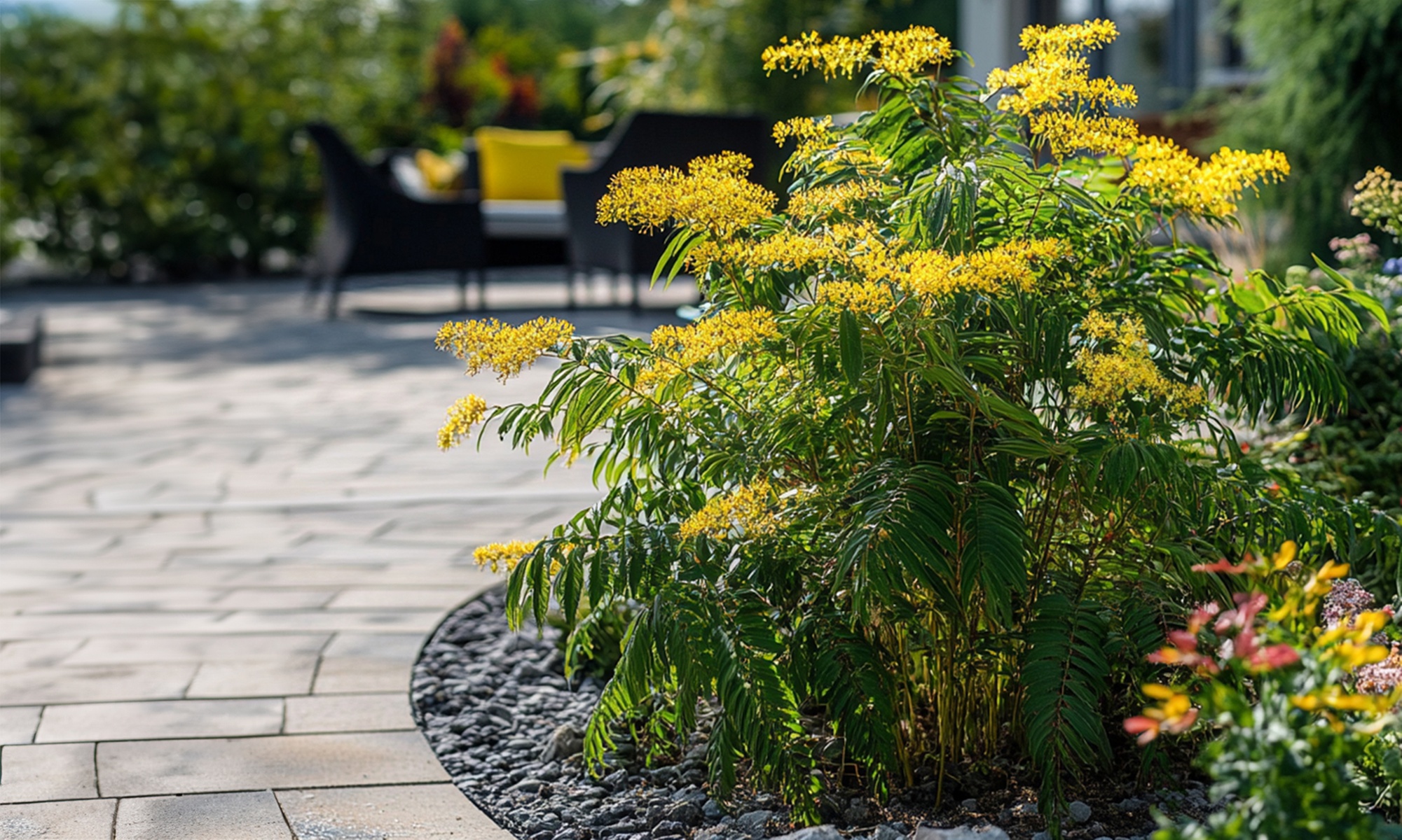Acacia dealbata Mimosa con flores amarillas brillantes, de Rootz