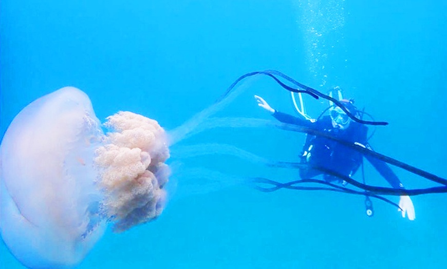 Image 5: Bautismo de buceo con inmersión en el mar durante 45 minutos