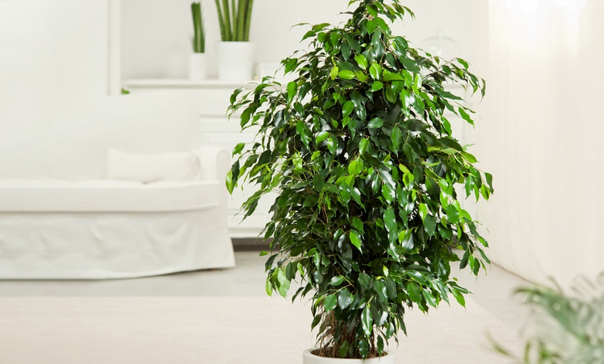 Image 3: Plant de ficus Rootz