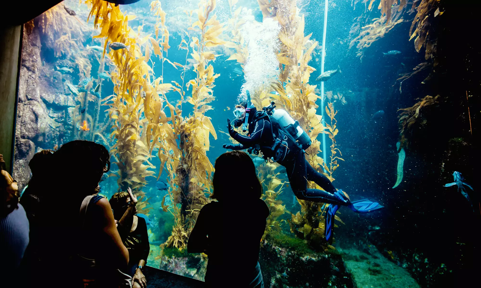 Discover the Wonder of the Ocean at Birch Aquarium