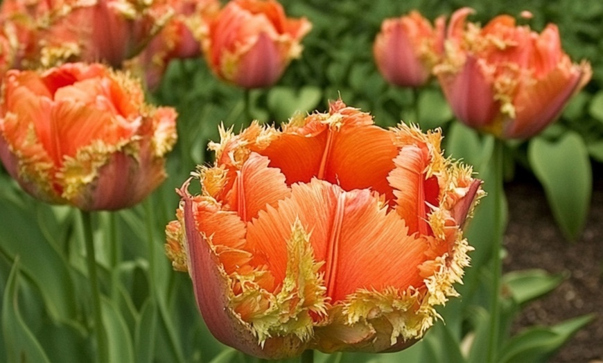 Image 1: 10, 15 of 20 Tulipa Brisbane bloembollen