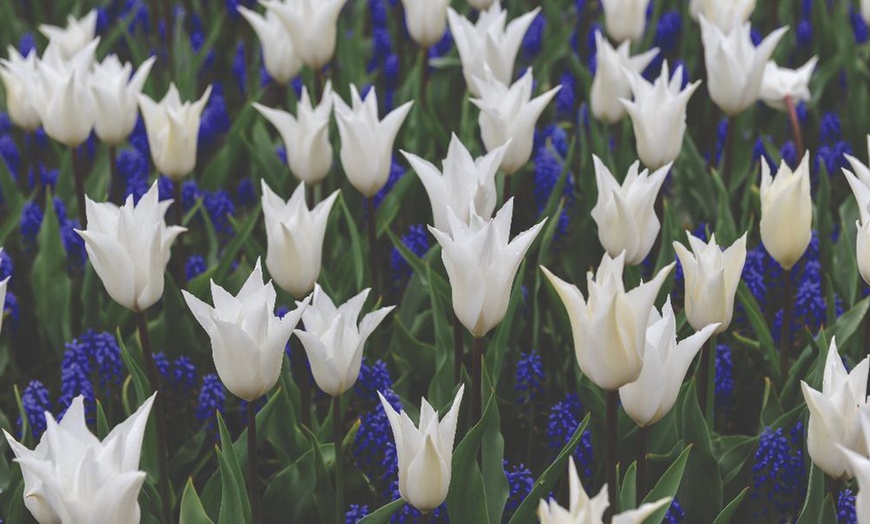 Image 7: Muscari Grape Hyacinth - Pink, Blue and White Spring Bulbs