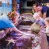 Image 6: Save 20% on SEA LIFE Sunshine Coast   Weekends Included! Adult & Child