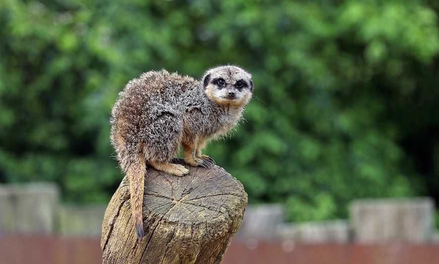 Image 5: Explore London with 1 or 2 Adult Tickets to Zoo Nights at London Zoo