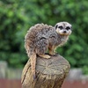 Image 5: Explore London with 1 or 2 Adult Tickets to Zoo Nights at London Zoo