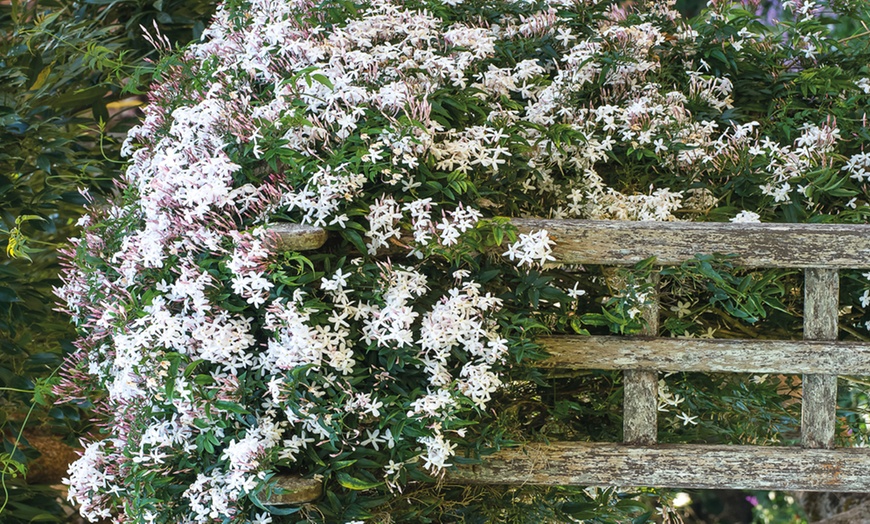 Image 4: One, Two or Three White or Pink Star Jasmine
