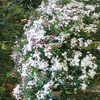 Image 4: One, Two or Three White or Pink Star Jasmine