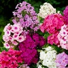 Image 1: Mixed Phlox Paniculata 'Fragrant Collection' - 3 or 12 Plants