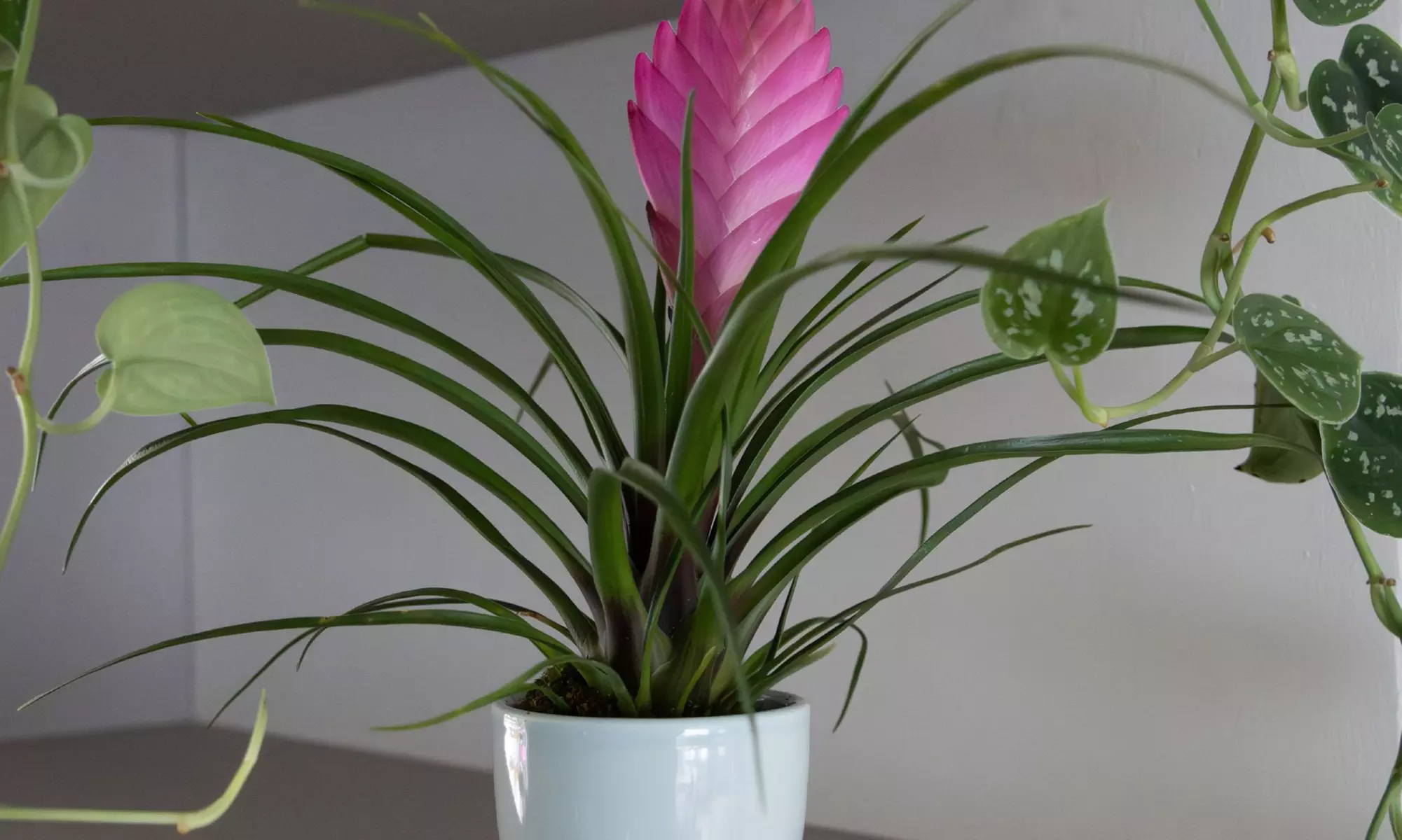 Rootz 3er-Set Blaue Tillandsien inkl. Bulumentöpfen