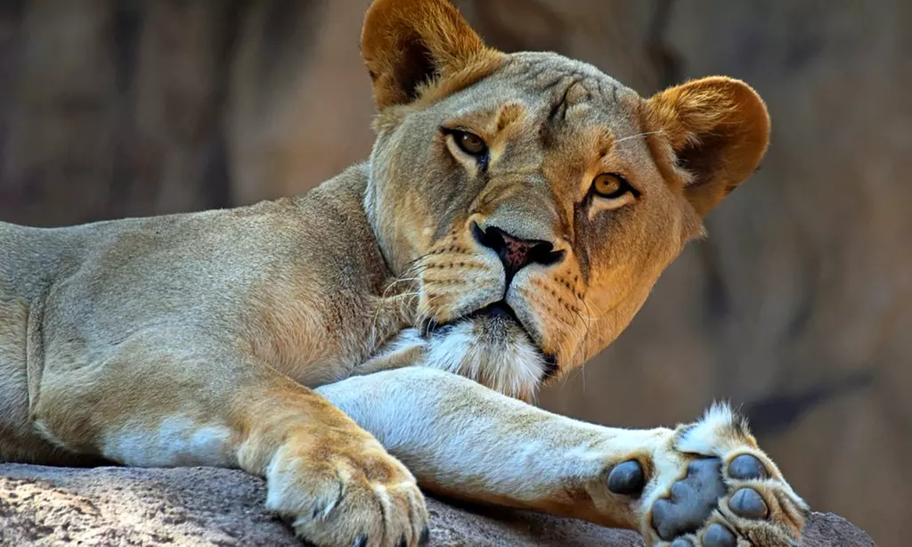 Tageskarte für 1 Erwachsenen im Zoo Dresden im Januar oder Februar '26