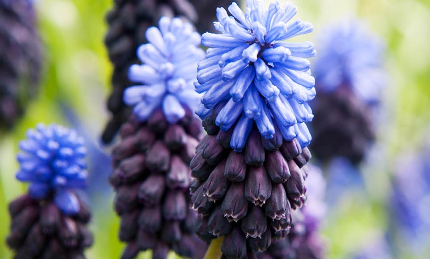Image 1: 50 or 100 Muscari latifolium Spring Flowering Bulbs
