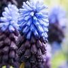 Image 1: 50 or 100 Muscari latifolium Spring Flowering Bulbs