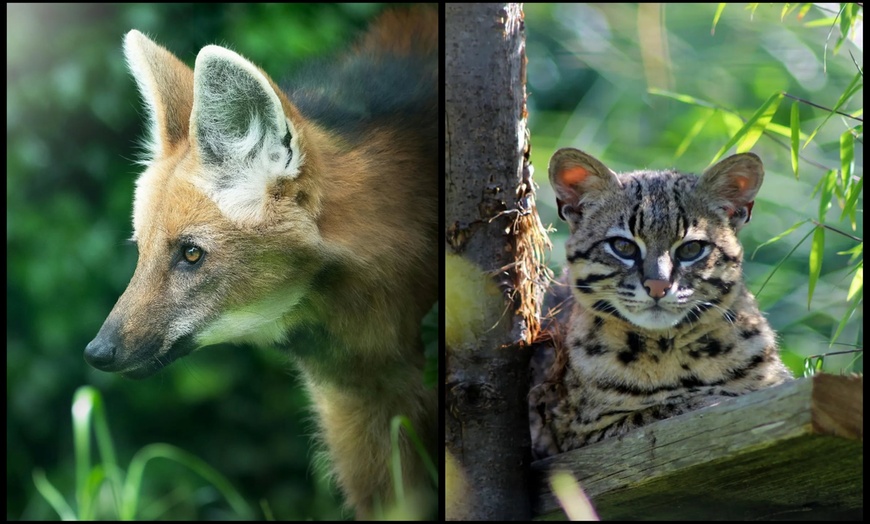 Image 6: Entry to Hemsley Conservation Centre + Capybara or Sloth Adoption Pack