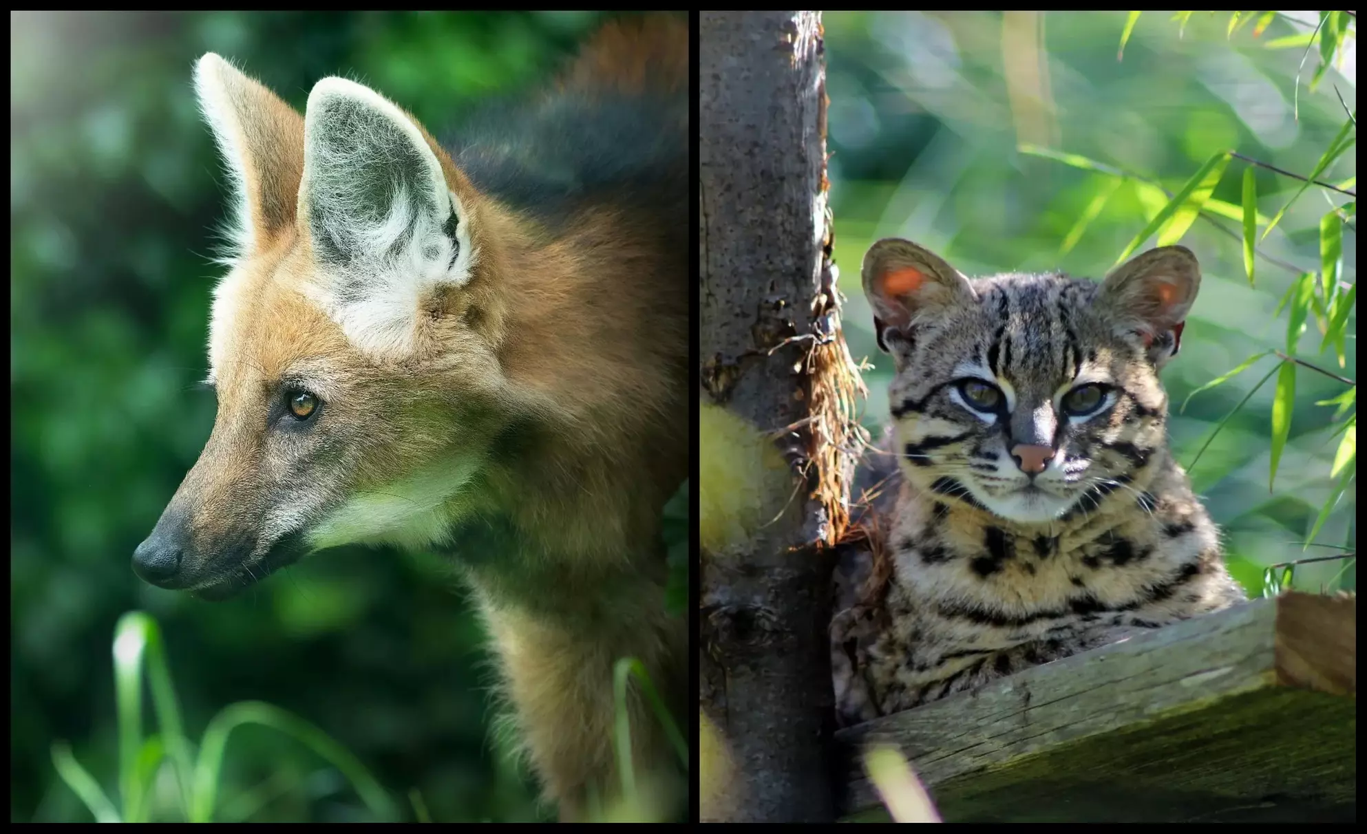 Entry to Hemsley Conservation Centre + Capybara or Sloth Adoption Pack