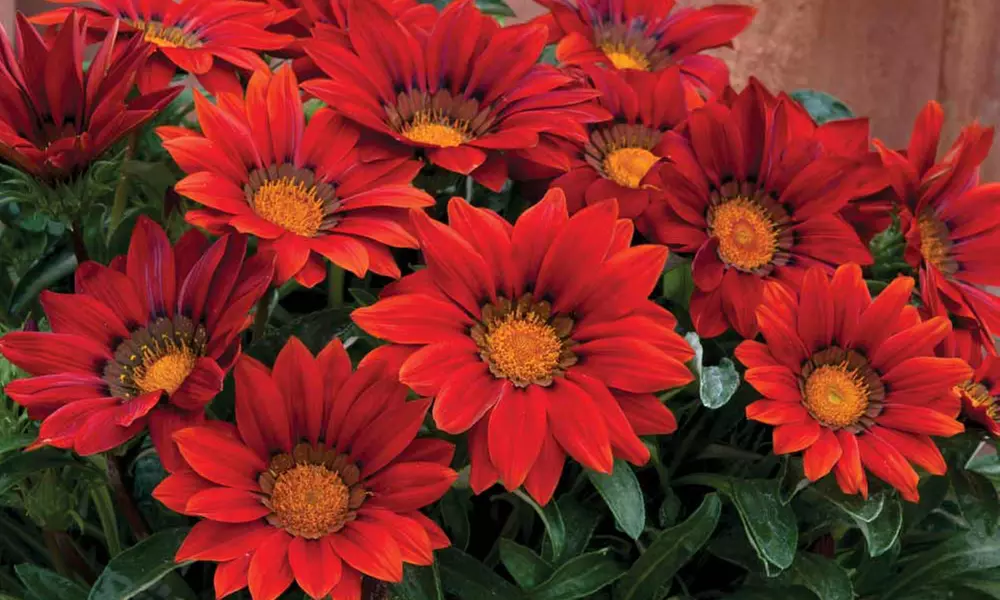 Gazania Red Shades