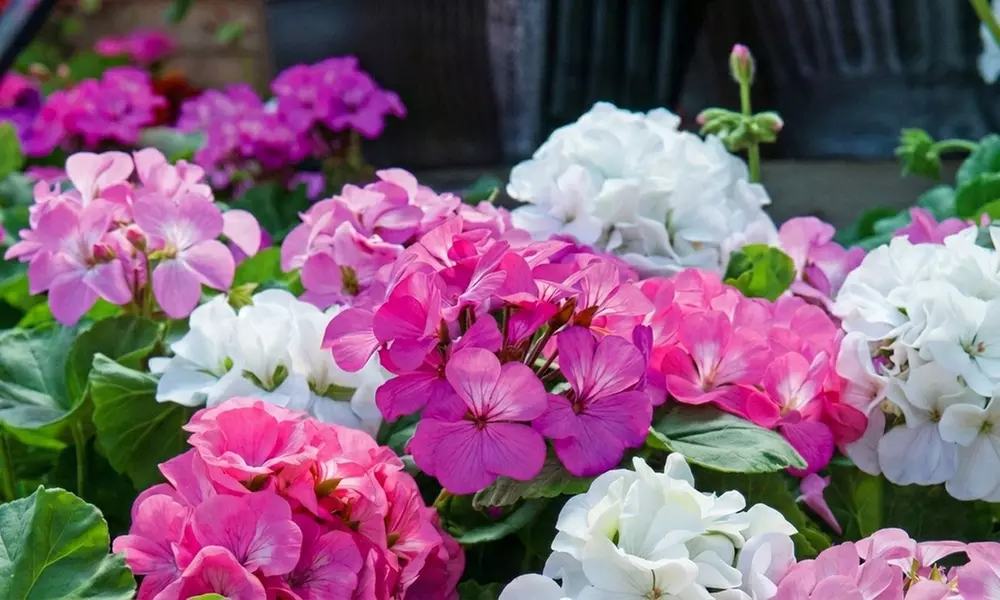 30 or 60 Geranium ‘Jackpot’ Summer Colour Collections