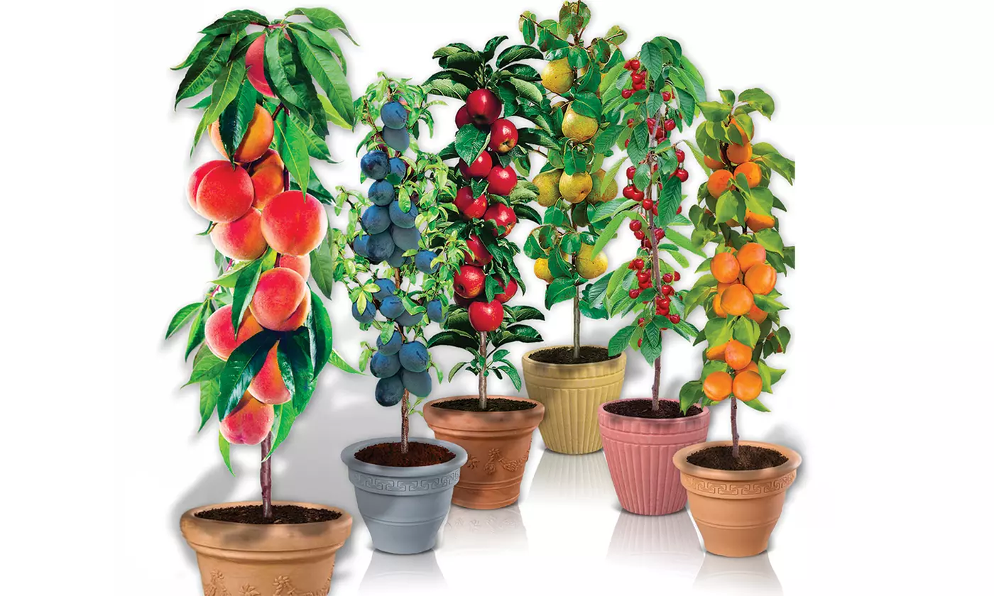 Árboles frutales columnares auténticos