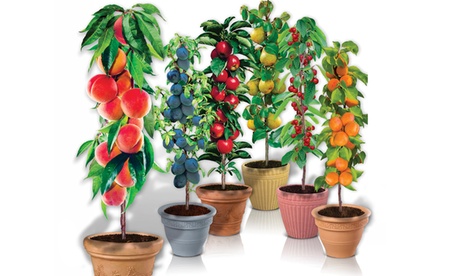 groupon Árboles frutales columnares auténticos,12 , 2 de cada manzano peral albaricoquero cerezo melocotonero ciruelo, Red