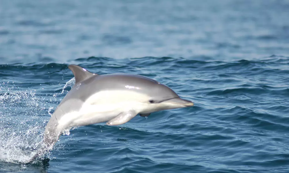 Avistamiento de cetáceos en grupos reducidos para 1 o 2 personas