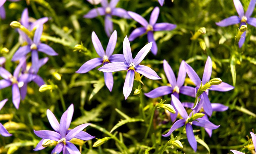 Image 7: Summer Flowering Cascading Basket Plants