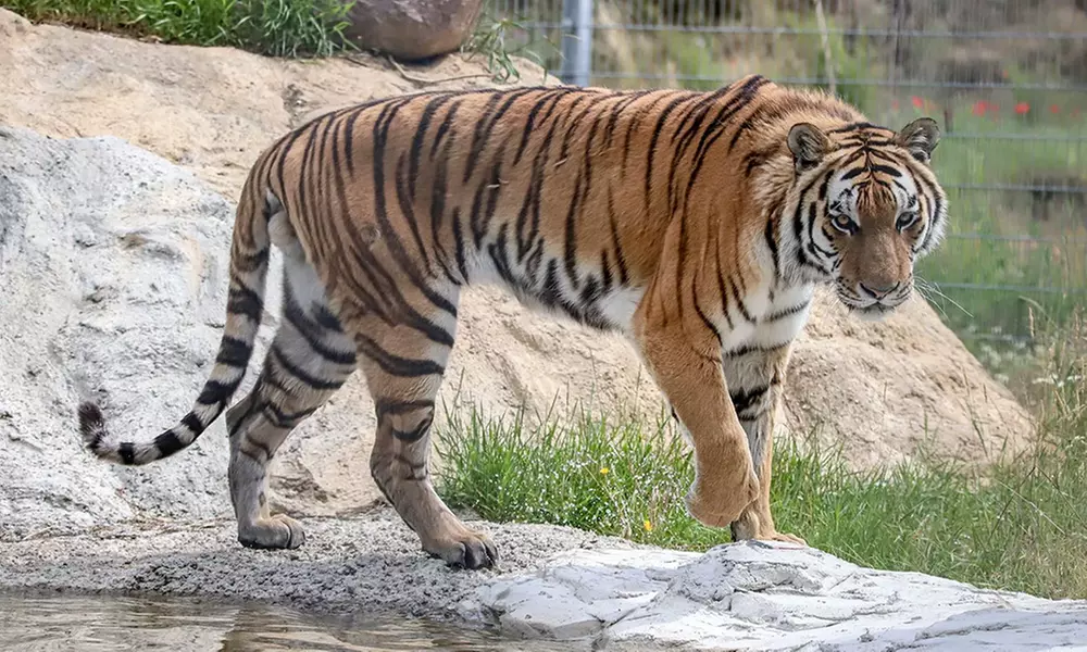 Spannende Führung durch das Wildkatzenzentrum Felidae