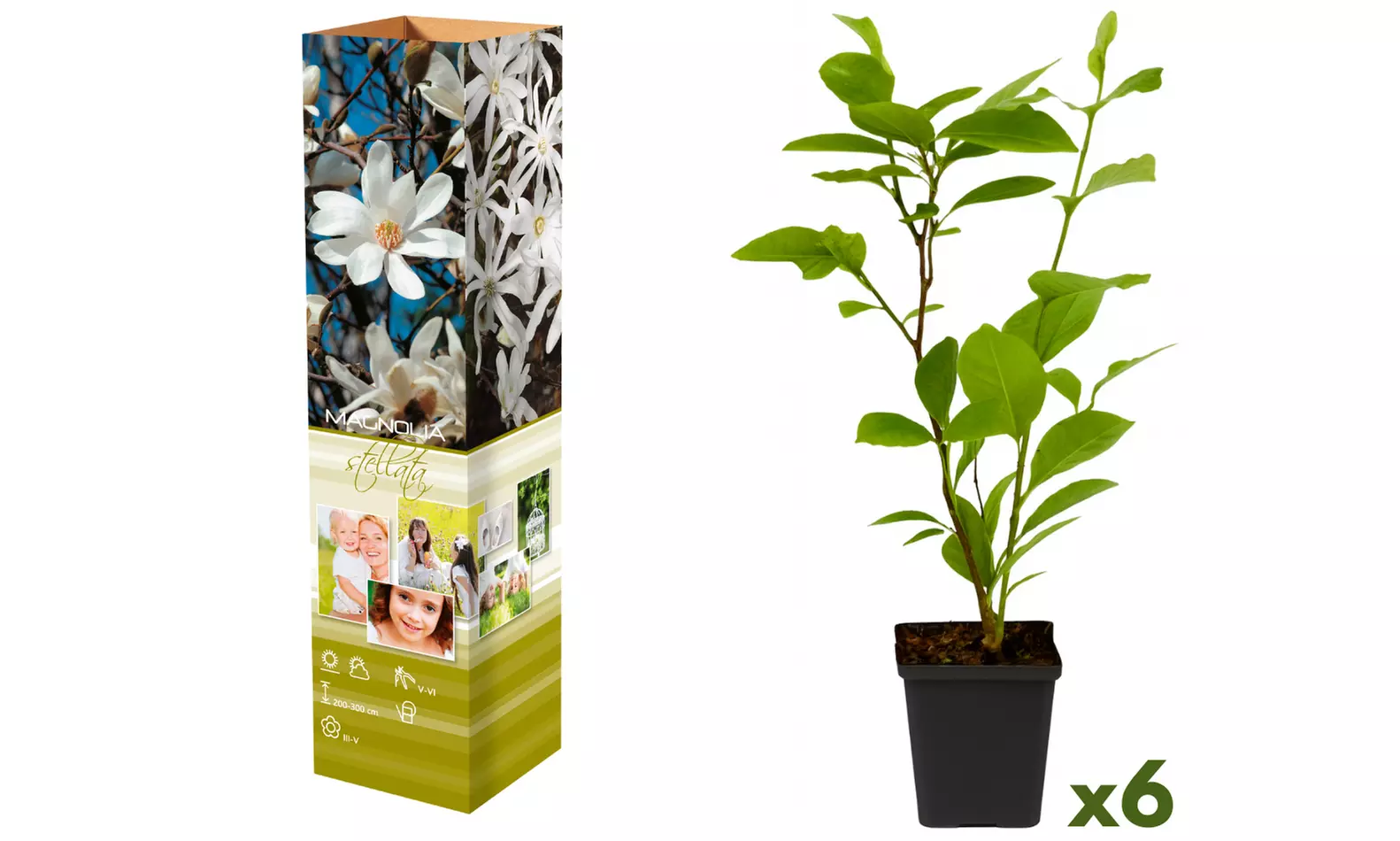 3 of 6 Magnolia planten