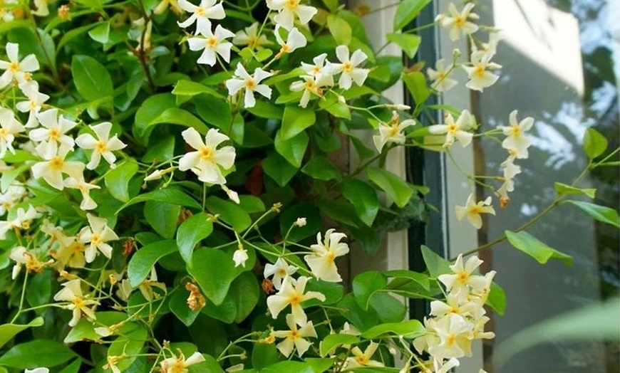 Image 2: 1 ou 2 Trachelospermum jasminoides ou "jasmins étoilés"