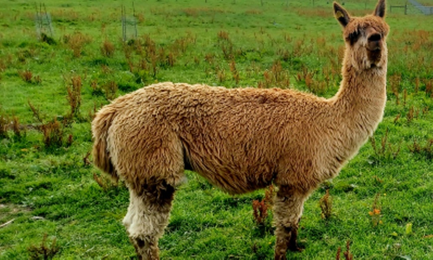 Image 4: Discover Fun with Forest/Farm School for Two or Four Children 