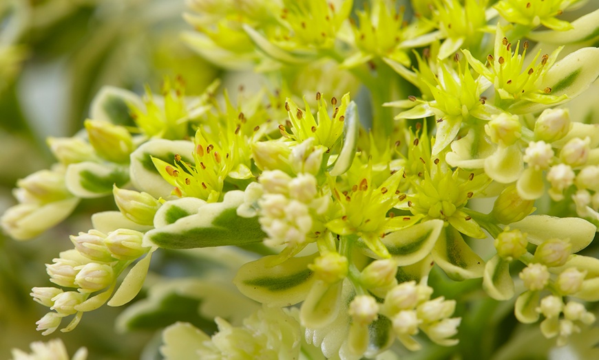 Image 3: Sedum Atlantis - 1, 3 or 5 Potted Plants