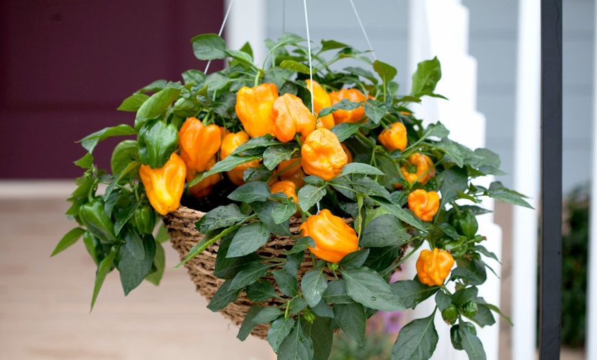 Image 12: Small Space Vegetable Plants - 3 or 6 Potted Plants