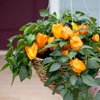 Image 12: Small Space Vegetable Plants - 3 or 6 Potted Plants