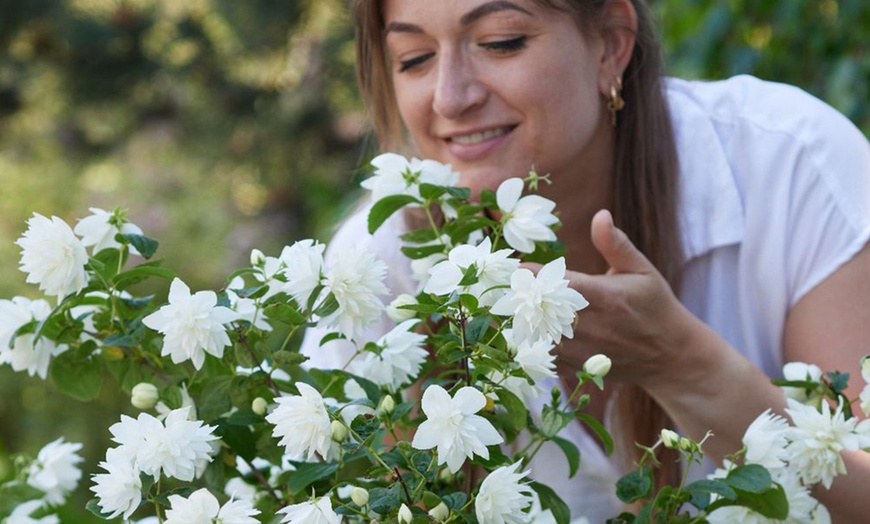 Image 10: Mock Orange Philadelphus 'Pearls of Perfume' 1 or 3 Potted Plants
