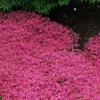 Image 1: Red Creeping Thyme Plant with Free Shipping (Up to 24% Off)