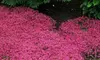 Red Creeping Thyme - Vibrant Flowering Groundcover, Hardy & Drought-Tolerant, Aromatic, Outdoor Plants Free Shipping (Up to 15% Off)