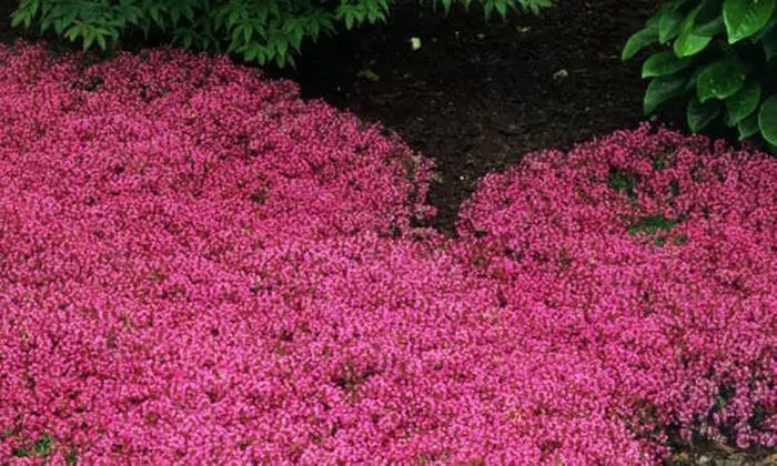 Red Creeping Thyme Plant with Free Shipping (Up to 24% Off)