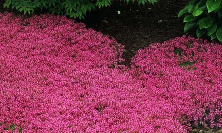 Red Creeping Thyme Quart - Plant Factory Direct - Red Creeping Thyme