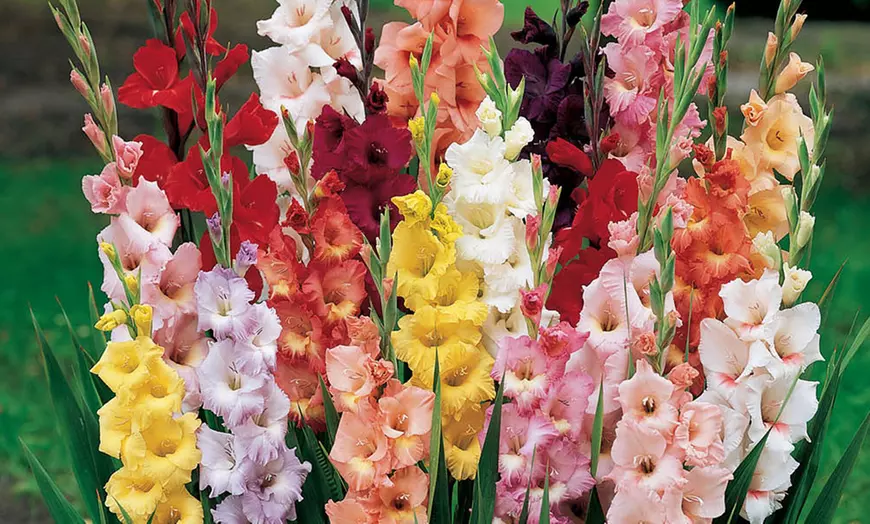 Image 9: Summer Flowering Bulb Collection