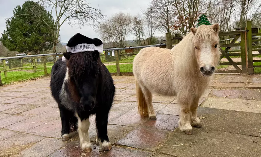 Image 5: Entry for Adults and Children or a Family to Totnes Rare Breeds Farm
