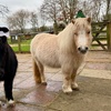Image 5: Entry to Totnes Rare Breeds Farm with Summer Availability
