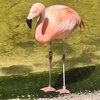 Image 16: Sunken Gardens Admission & Family Membership Deals (Up to 29% Off)